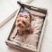 Деревянный лежак для собак и кошек Home Comfort "Dog Home", размер 50 х 33 см, цвет пуфика бежевый