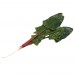 Искусственные листья свеклы для фотосъемки и декора, муляж овощей 36 см