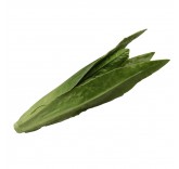 Искусственный зеленый Китайский салат для фотосъемки и декора, муляж овощей 15 см